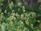 View full-size image Thalictrum kemense