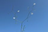 View full-size image Stellaria graminea