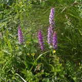 View full-size image Gymnadenia conopsea