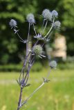 View full-size image Eryngium planum