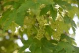 View full-size image Acer pseudoplatanus