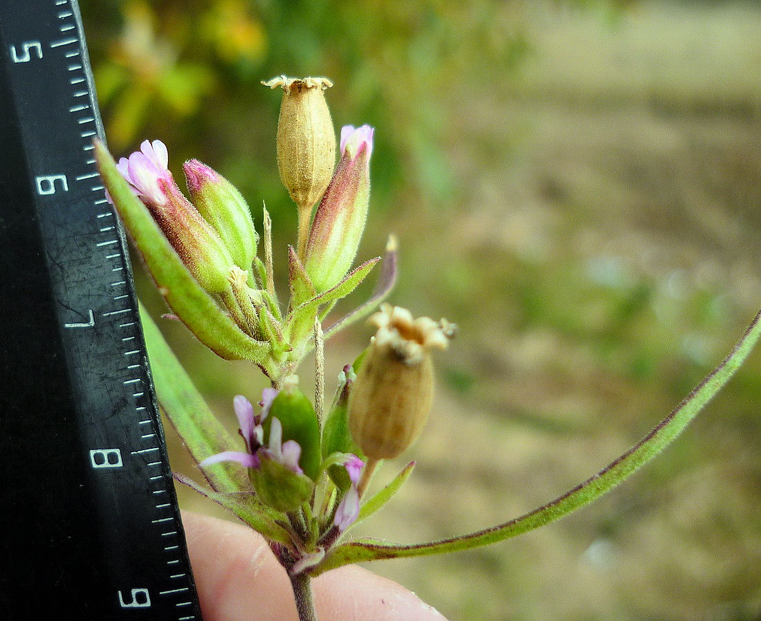 Изображение особи Silene aprica.