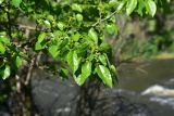 View full-size image Morus alba