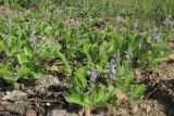 Veronica officinalis