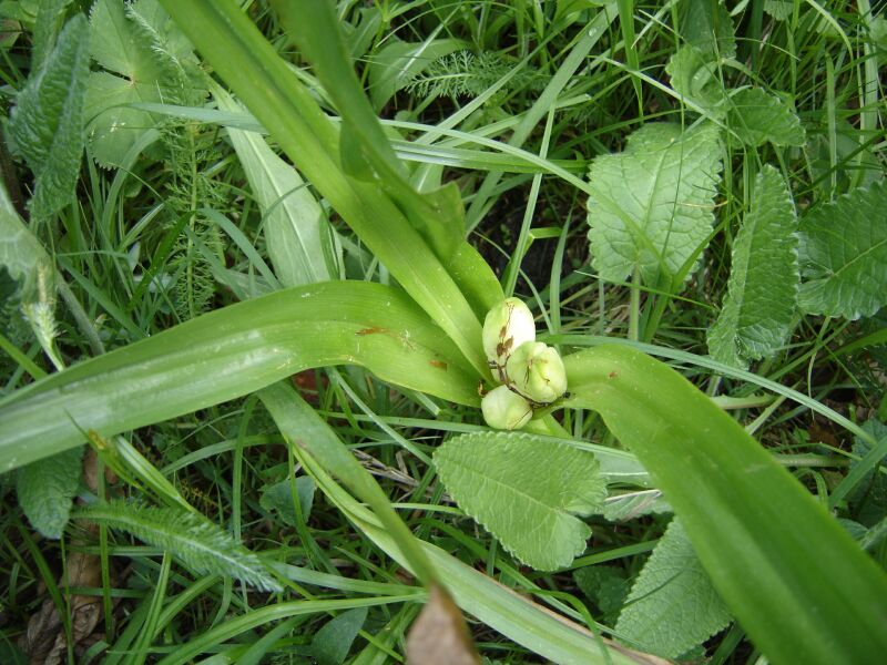 Image of Colchicum autumnale specimen.