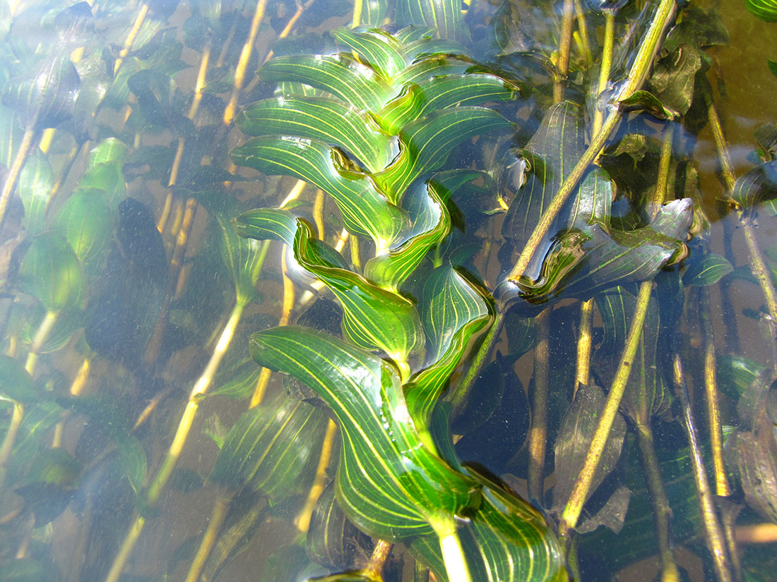 Изображение особи Potamogeton perfoliatus.