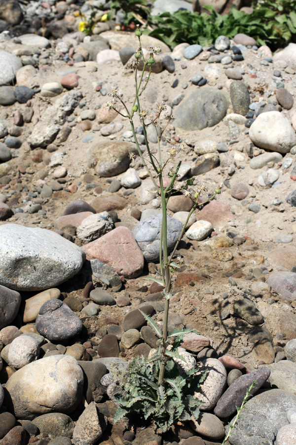 Image of Sonchus asper specimen.