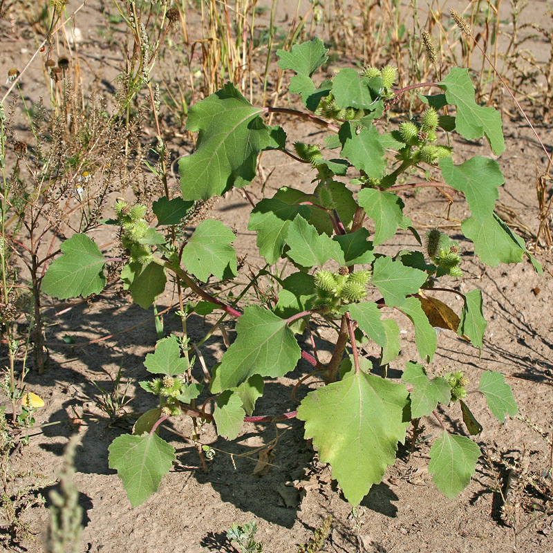 Image of Xanthium orientale specimen.