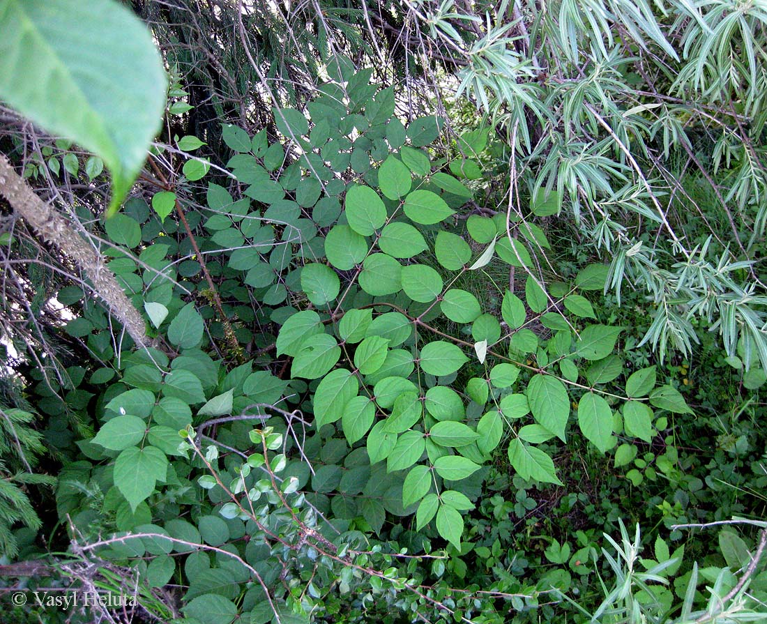 Изображение особи Aralia elata.