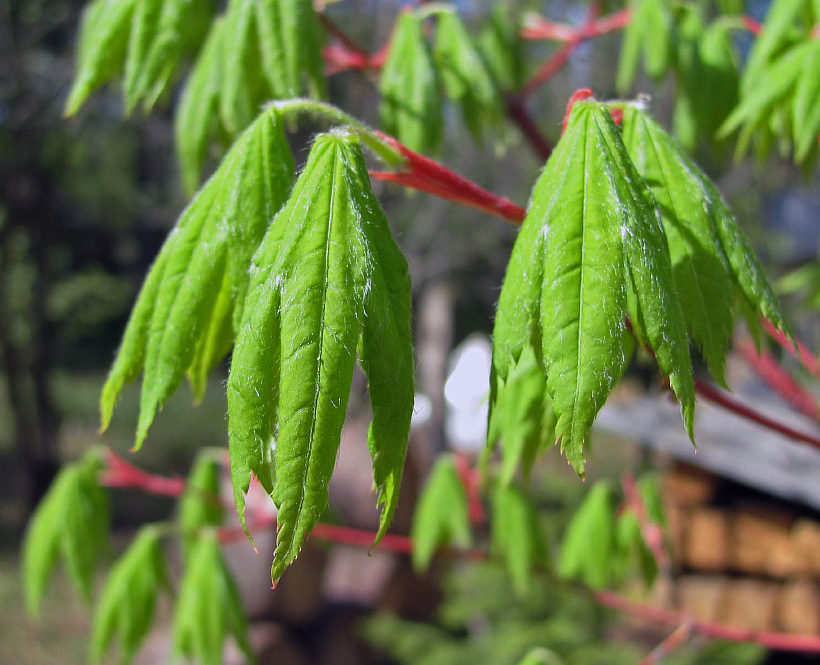 Image of Acer pseudosieboldianum specimen.