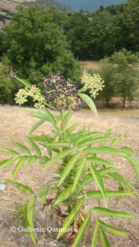 Изображение особи Sambucus ebulus.