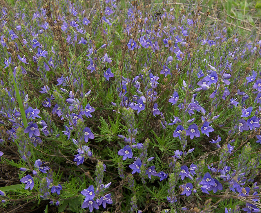 Изображение особи Veronica multifida.