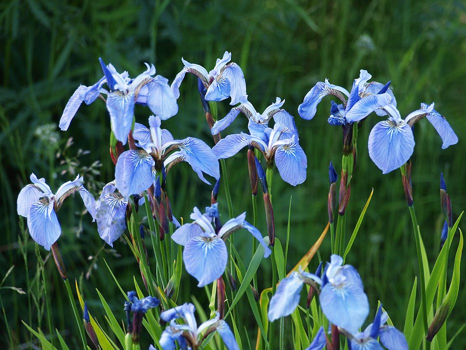 Image of Iris setosa specimen.