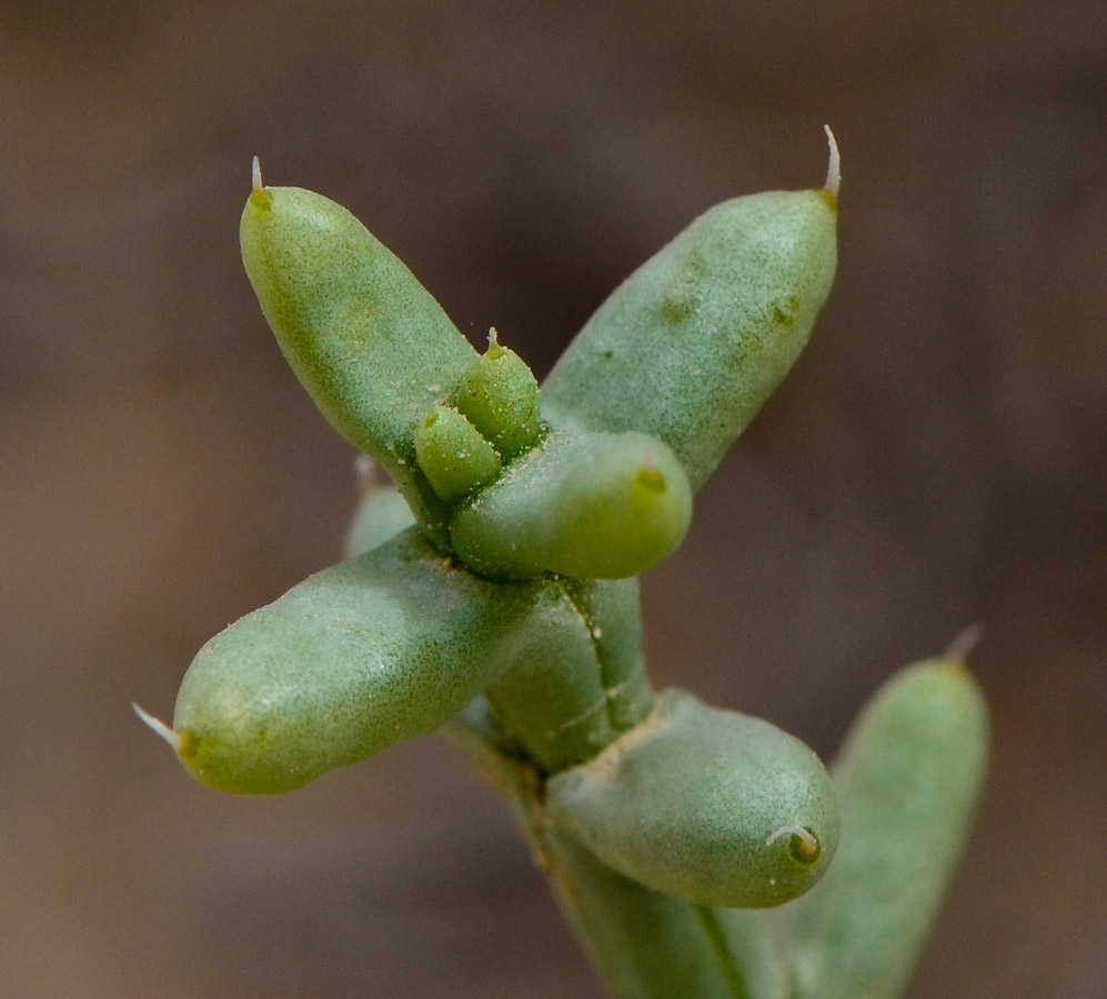 Image of Anabasis setifera specimen.