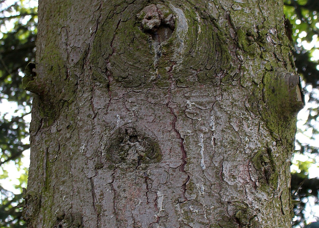 Image of Picea abies specimen.