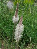 Plantago urvillei