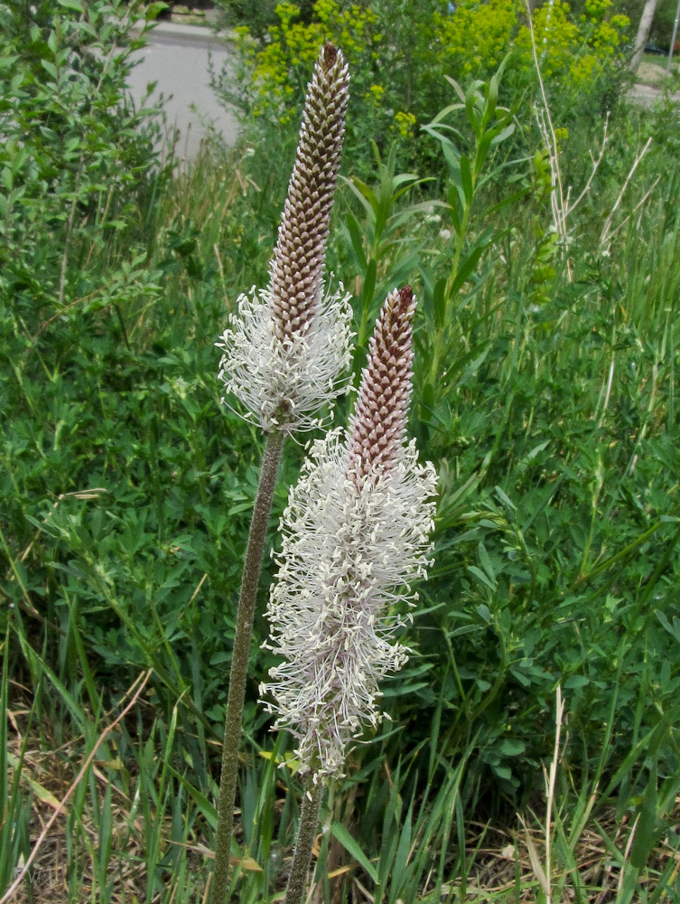 Изображение особи Plantago urvillei.