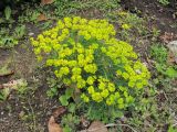 Euphorbia cyparissias. Цветущее растение. Владивосток, ботанический сад-институт ДВО РАН. 28 мая 2012 г.