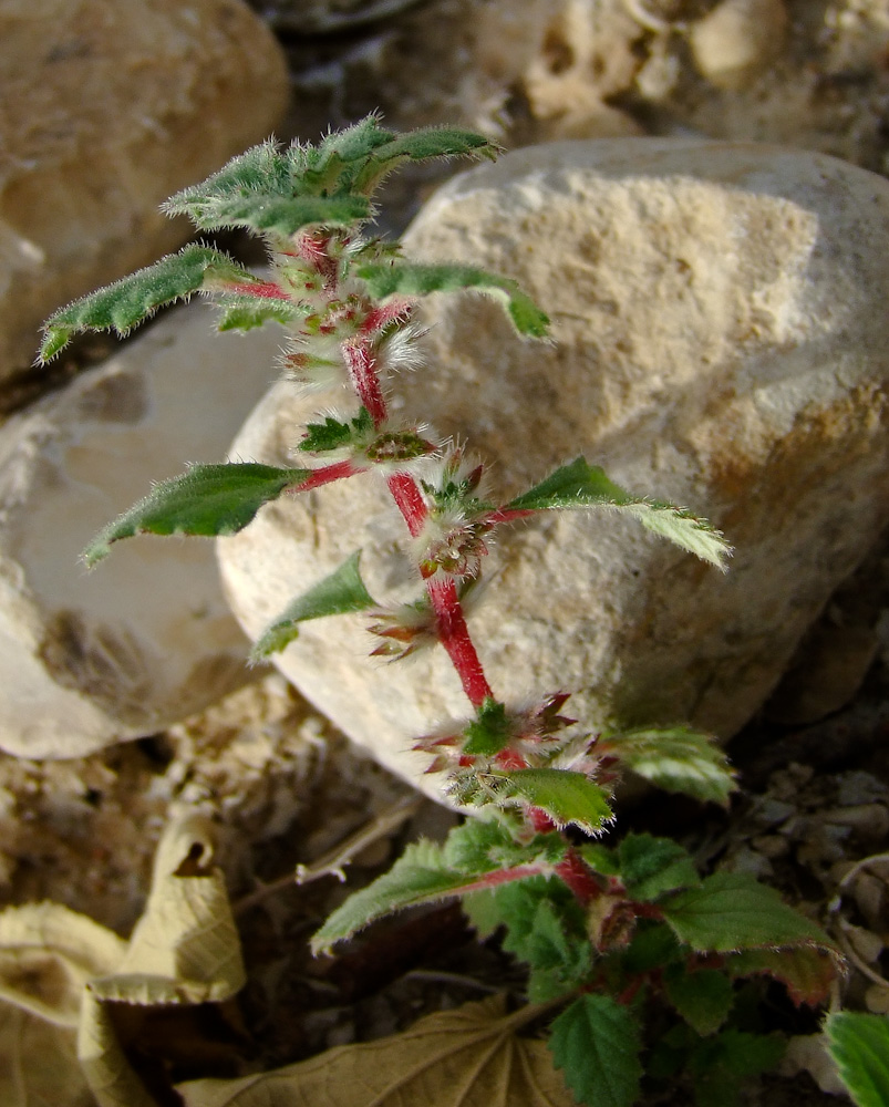 Image of Forsskaolea tenacissima specimen.