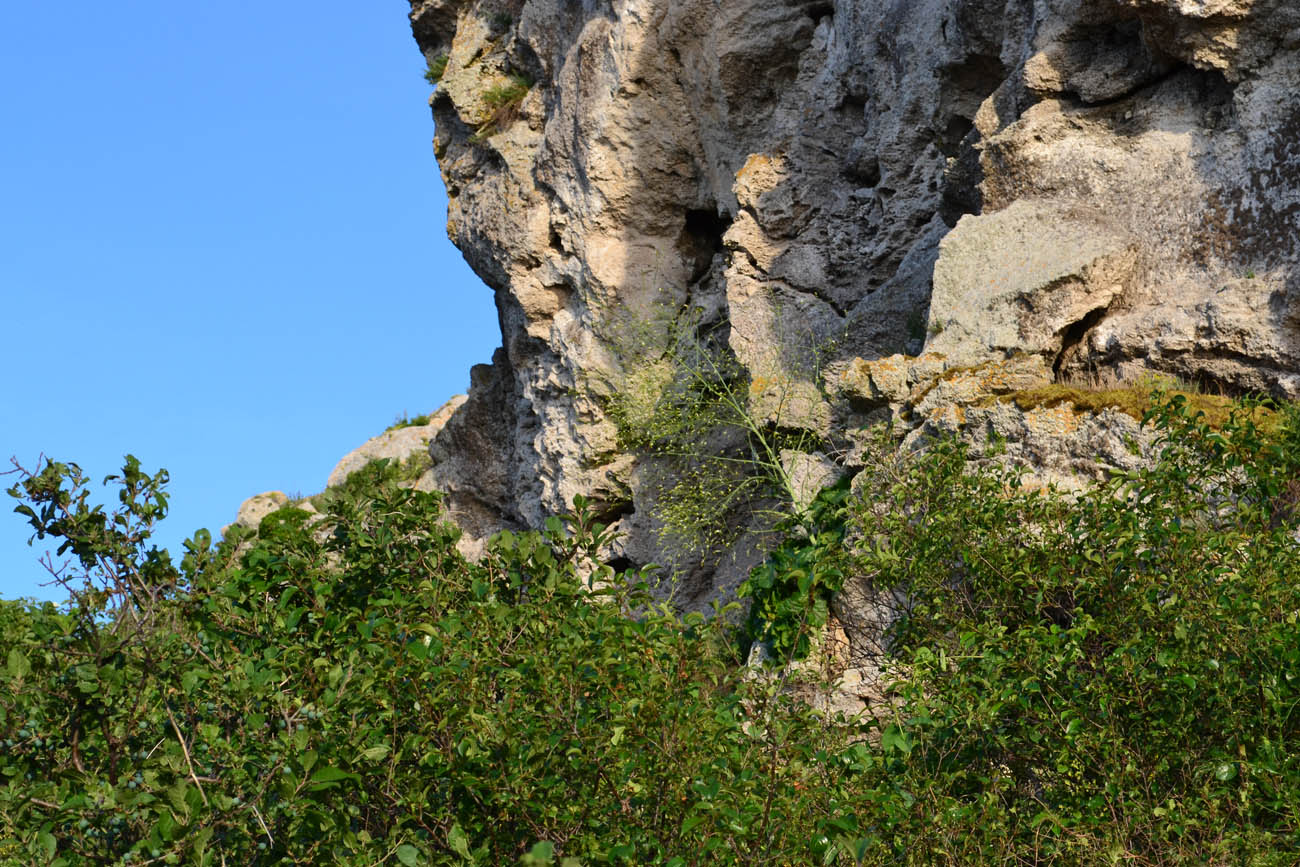 Image of Crambe koktebelica specimen.