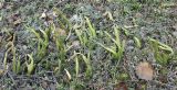 Lycopodium lagopus. Растение в кустарничковой тундре. Окрестности Мурманска, начало июня.