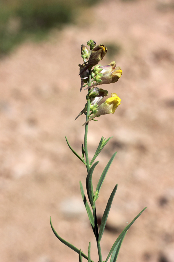 Image of Linaria popovii specimen.