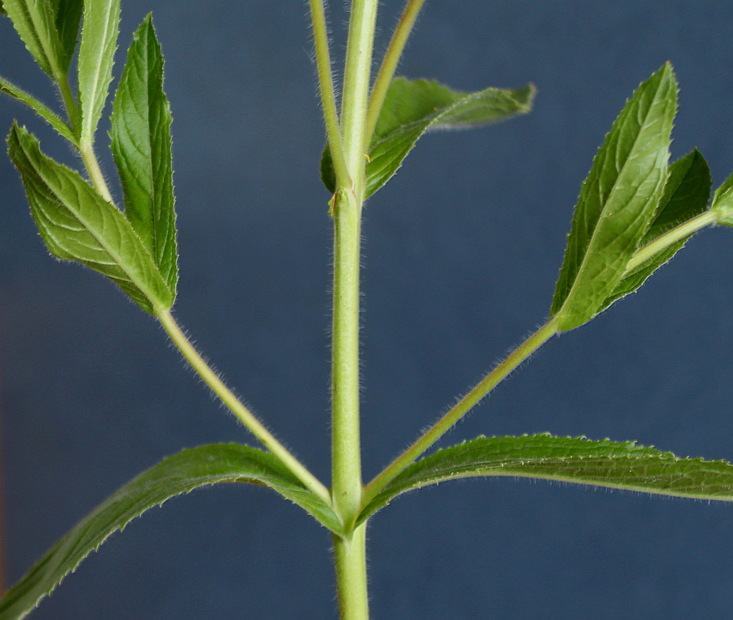 Image of Epilobium hirsutum specimen.