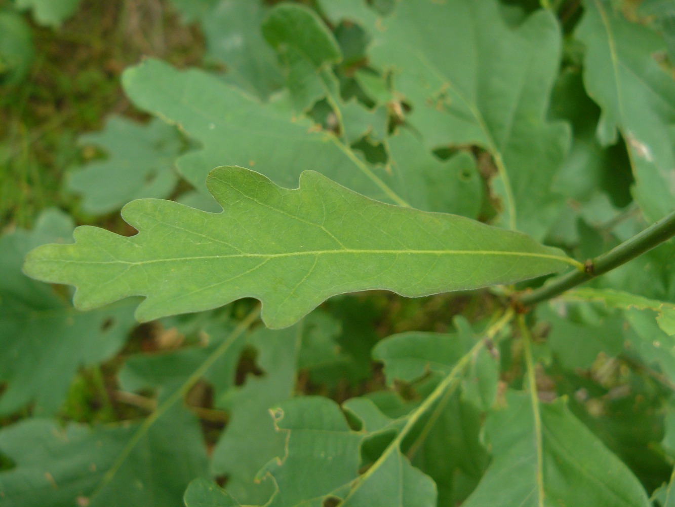 Image of Quercus robur specimen.