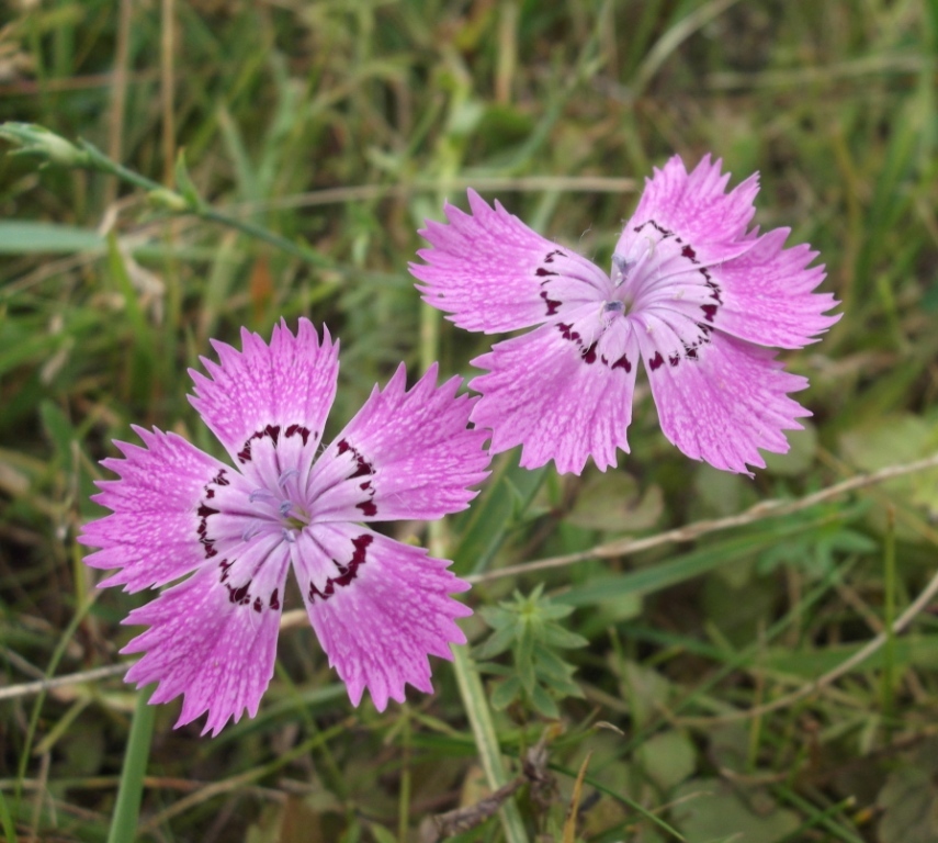 Image of Dianthus fischeri specimen.