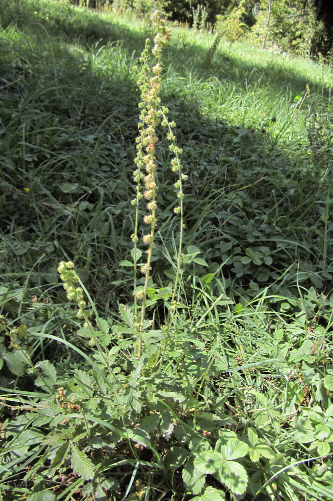 Image of Agrimonia asiatica specimen.