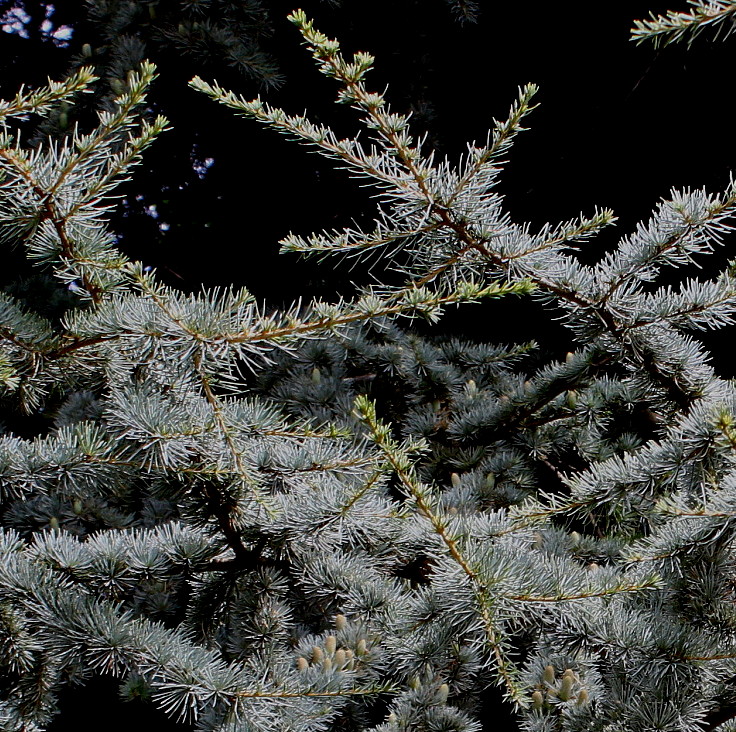 Image of Cedrus atlantica specimen.