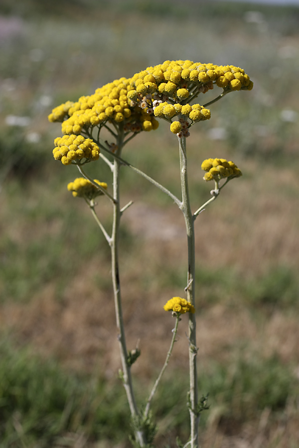 Image of Handelia trichophylla specimen.