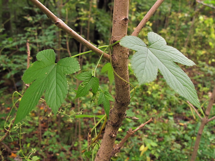 Image of Humulopsis scandens specimen.