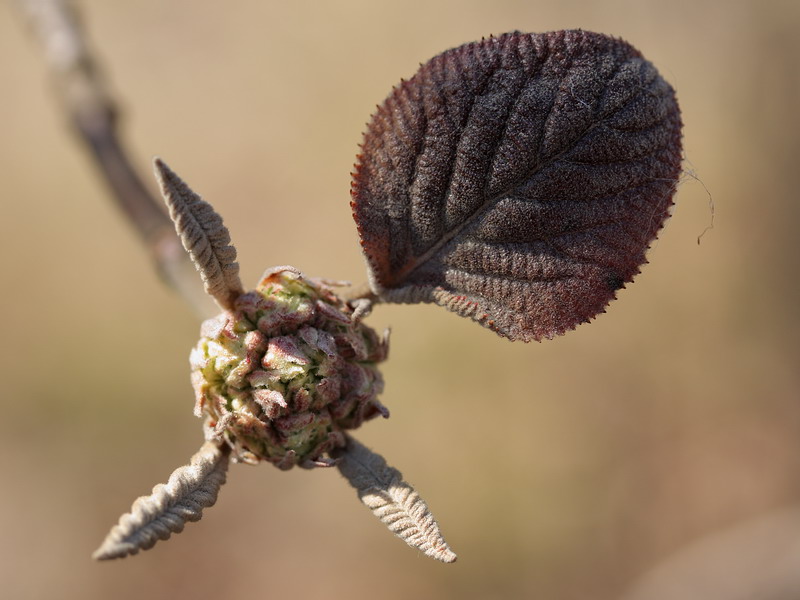 Image of Viburnum lantana specimen.