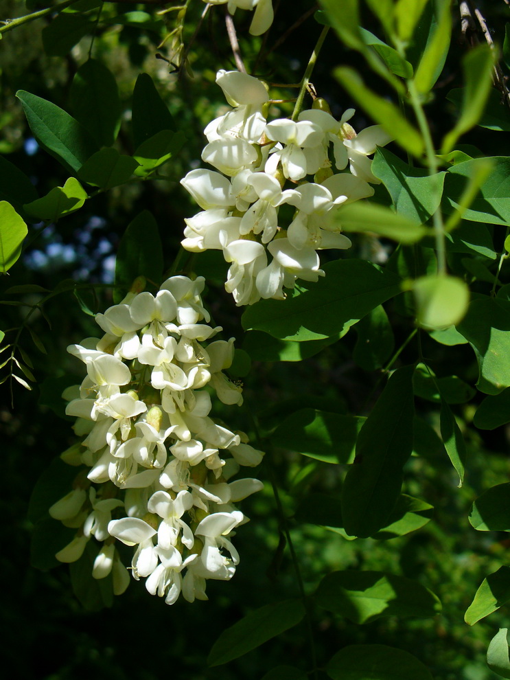 Изображение особи Robinia pseudoacacia.