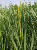 Typha latifolia