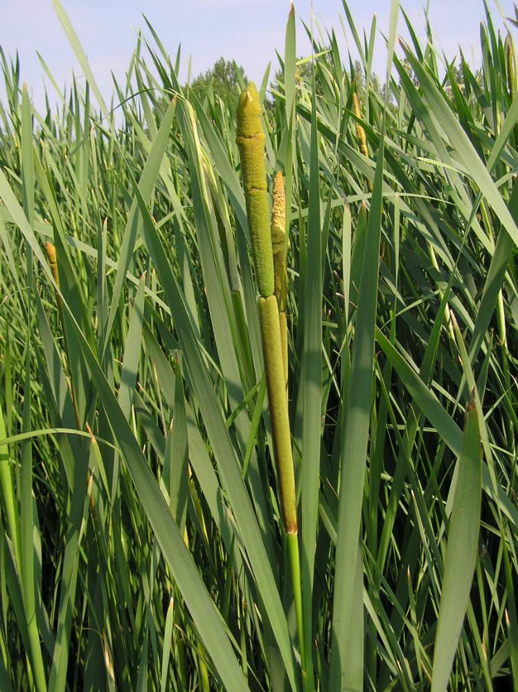 Изображение особи Typha latifolia.