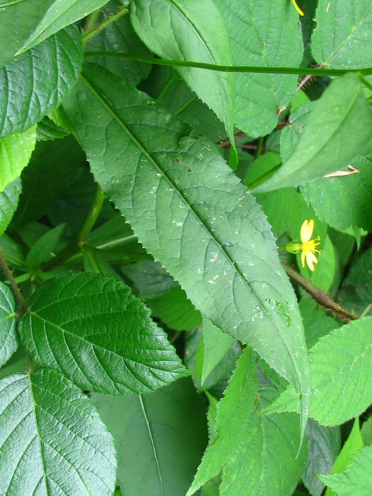 Image of Senecio nemorensis specimen.