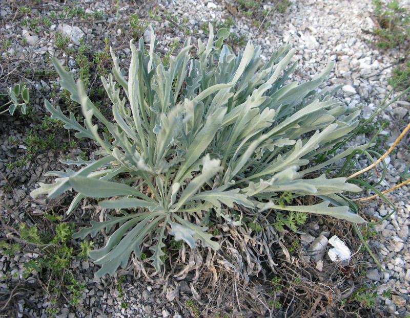 Изображение особи Matthiola fragrans.