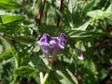 Scutellaria galericulata