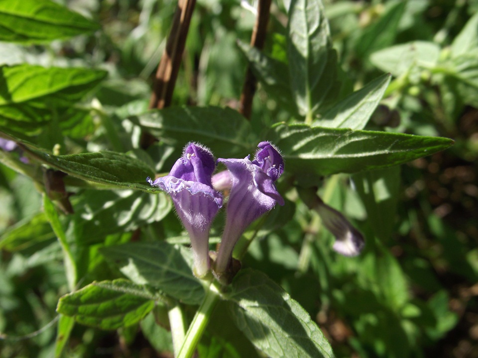 Image of Scutellaria galericulata specimen.