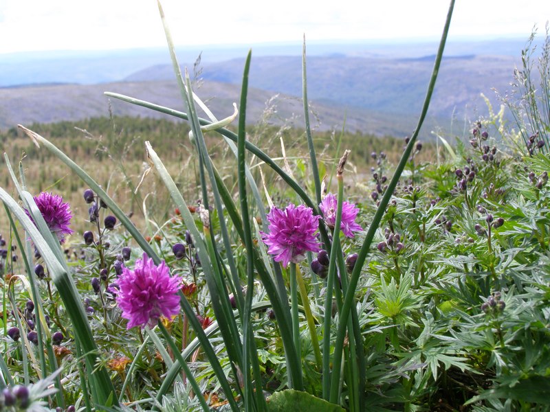 Изображение особи Allium monadelphum.