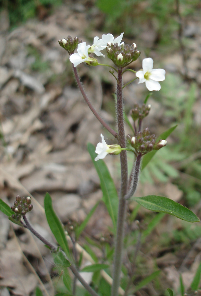 Image of Arabidopsis arenosa specimen.