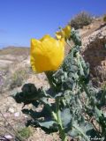 Glaucium flavum