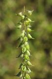 Tauscheria lasiocarpa. Соплодие. Казахстан, хр. Шолак, северней вдхр. Капчагай. 22.05.2013.