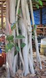 Ficus elastica. Нижняя часть ствола взрослого дерева. Израиль, г. Беэр-Шева, в культуре. 28.05.2013.