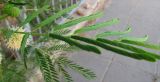 Смотреть изображение Leucaena leucocephala