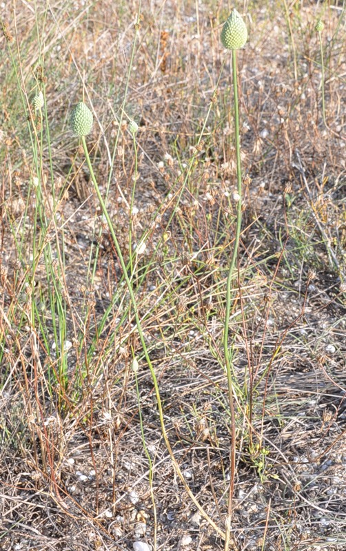 Image of Allium guttatum ssp. sardoum specimen.