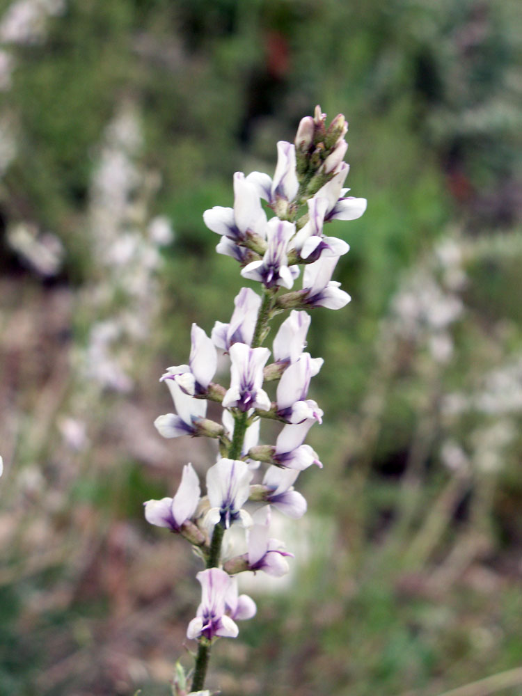 Image of Oxytropis merkensis specimen.