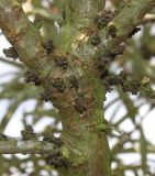 Hippophae rhamnoides. Разветвление. Германия, г. Krefeld, Ботанический сад. 06.08.2013.